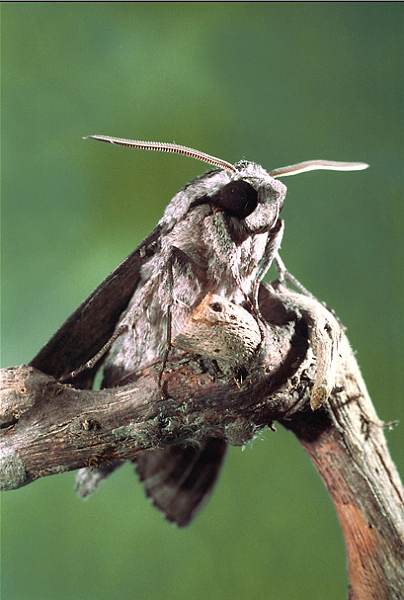 spinx_du troene_03.jpg